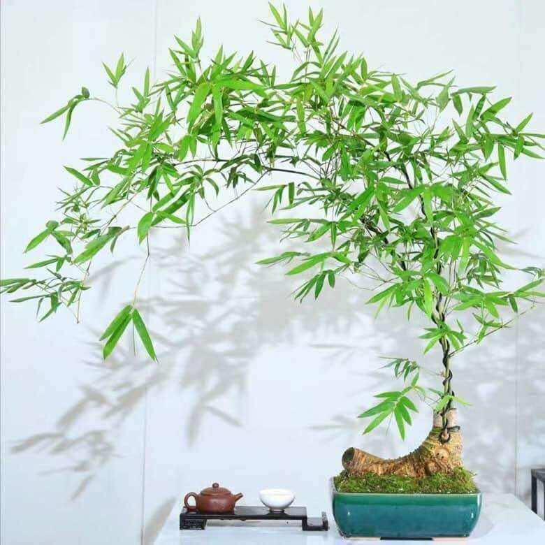 Phôi tre bonsai, gốc tre đẹp
