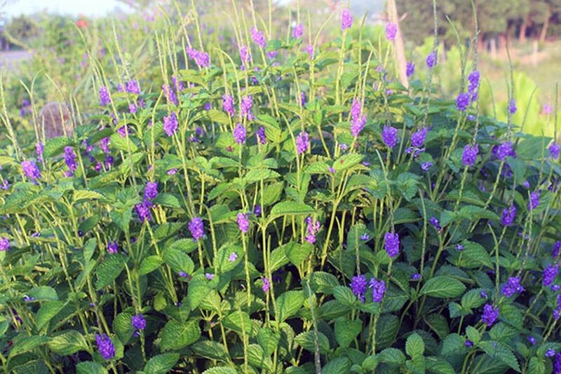 Cây đuôi chuột (300 hạt giống chuẩn)
