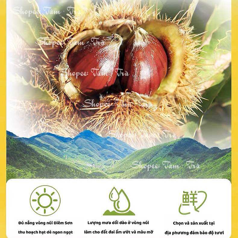 🍯 Hạt dẻ Diêm Sơn 60g/gói 🌰