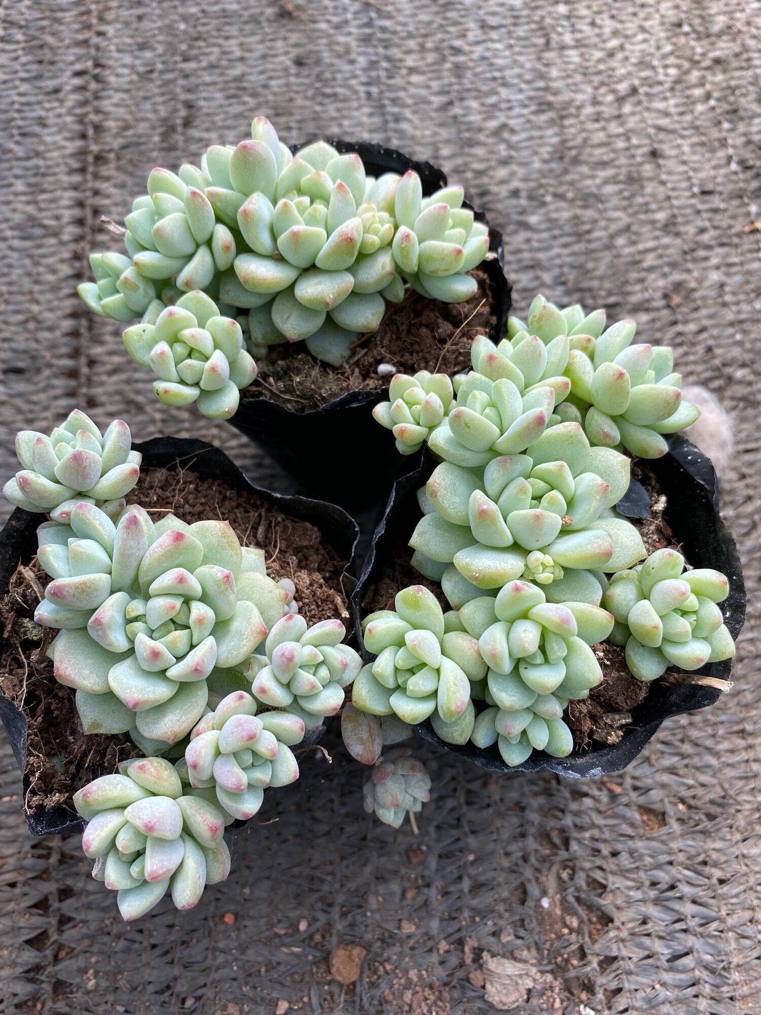 Cây sen đá dù hồng cánh tròn mới_🌱hàng sẵn