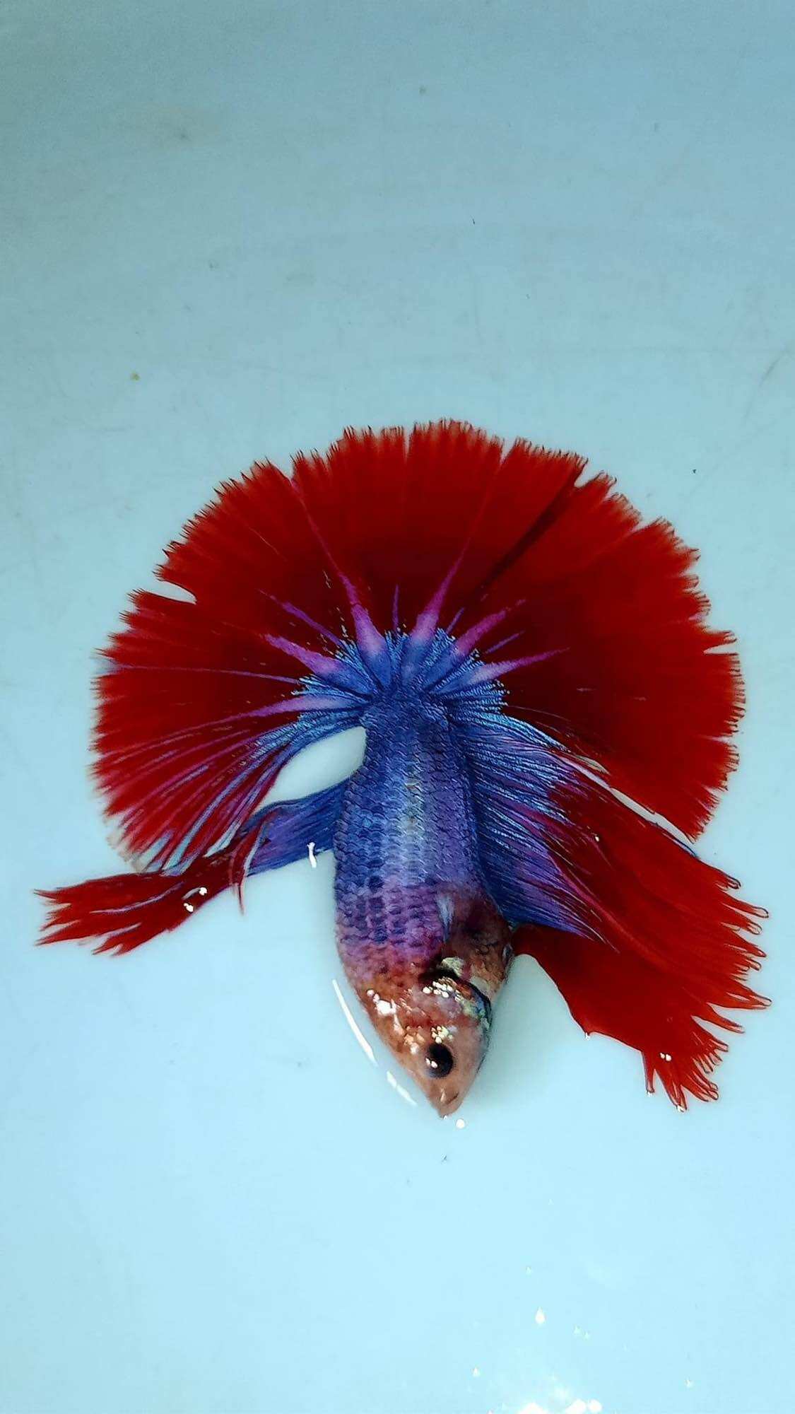 [TOP BÁN CHẠY🟢] betta combo 7 bé thả thủy sinh