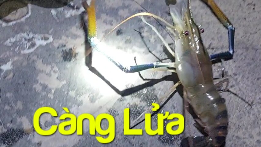 Green Crayfish Fishing Bait 30ml (Free 5 Stainless Steel Shrimp Hooks)