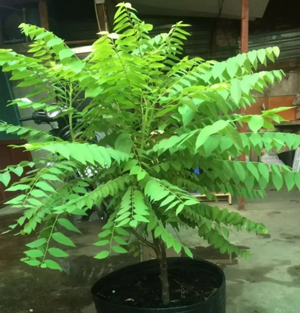 CÂY CHÙM RUỘT chua