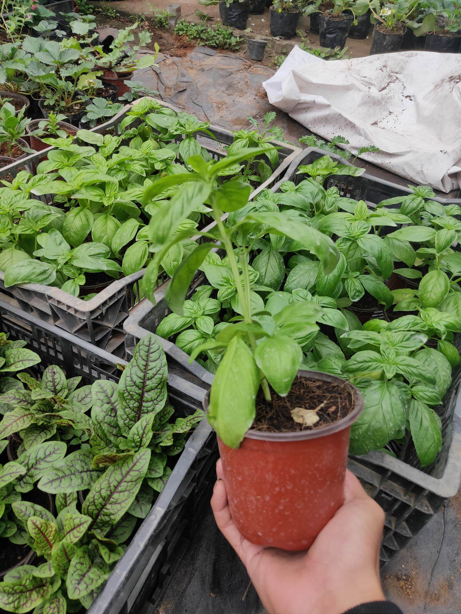 Húng quế tây ( basil).
