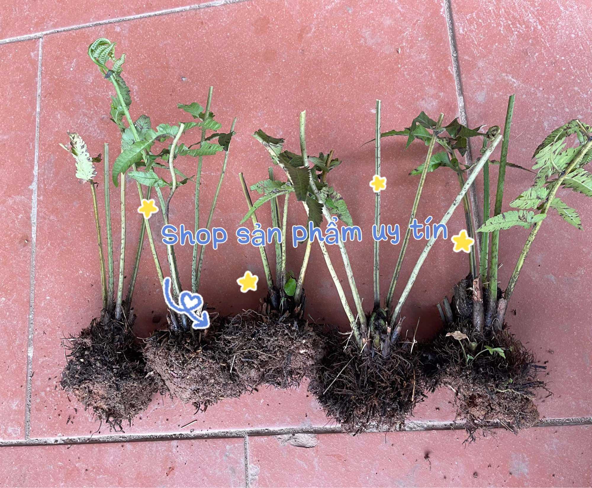 Cây rau dớn giống gốc giống (đã thuần vườn qua 50-60 ngày tại vườn)
