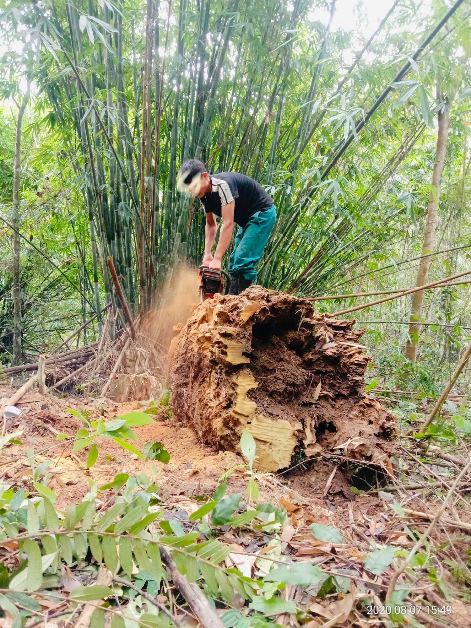 lũa ngọc am đỏ hà giang, hàng sụn gỗ già đanh.