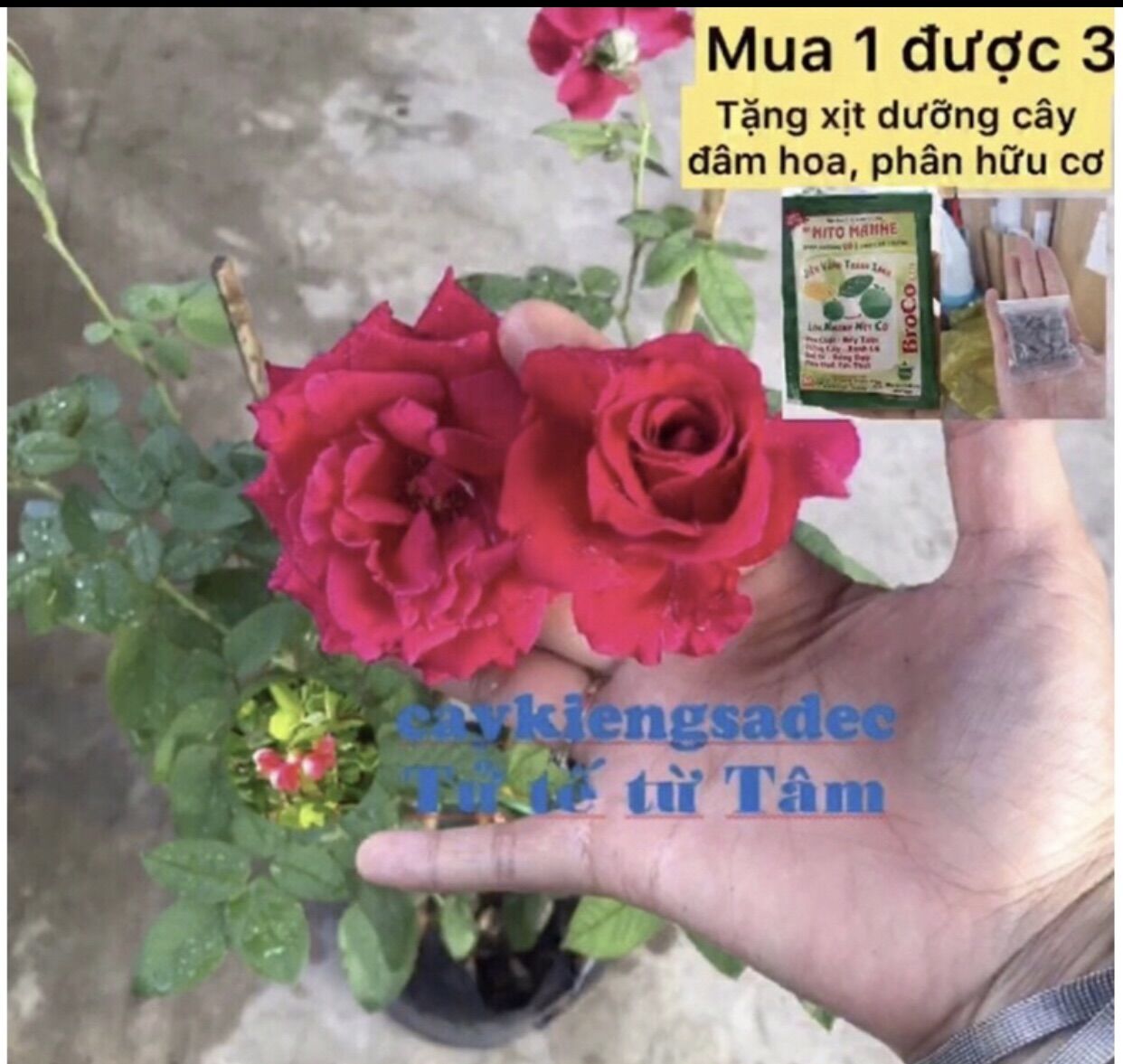 Caykiengsadec hoa Hồng Nhung + tặng phân bón