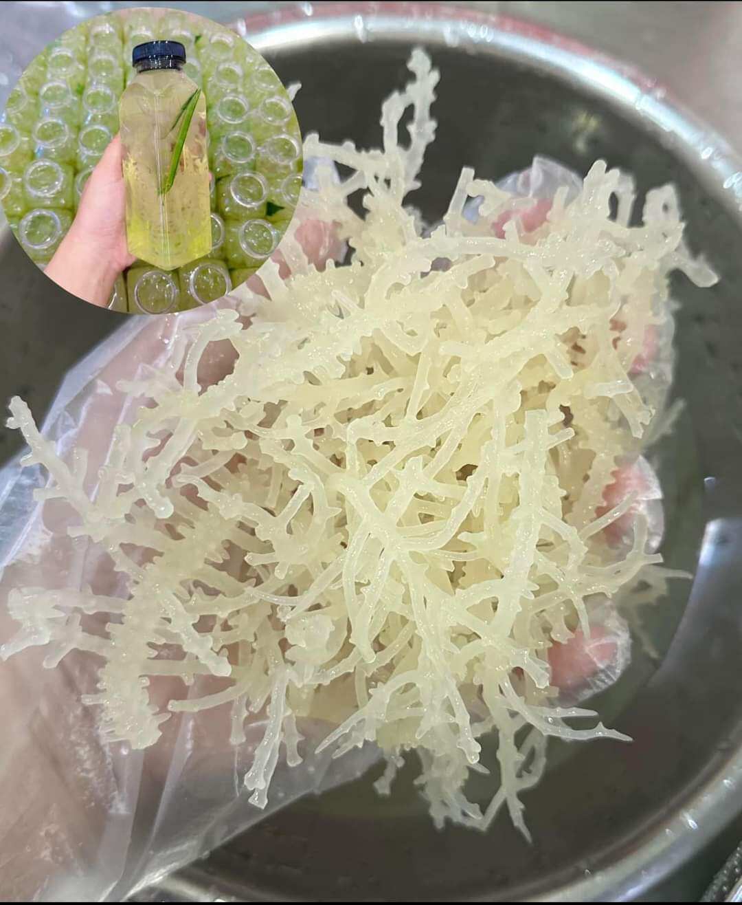 Rong Sụn Gai Muối Khô