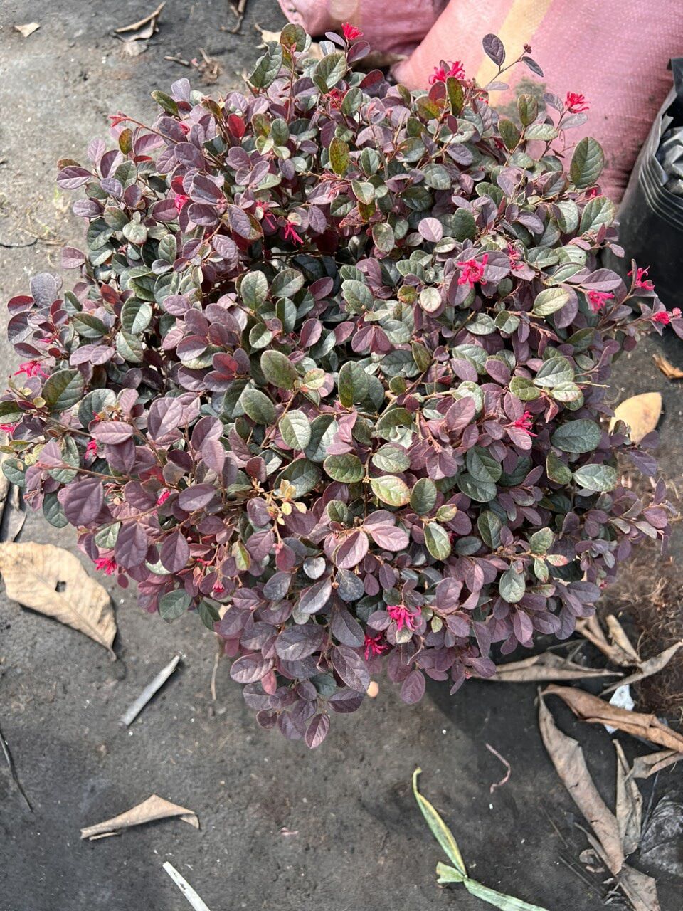Cây hồng phụng c11 ( ảnh thực tế )