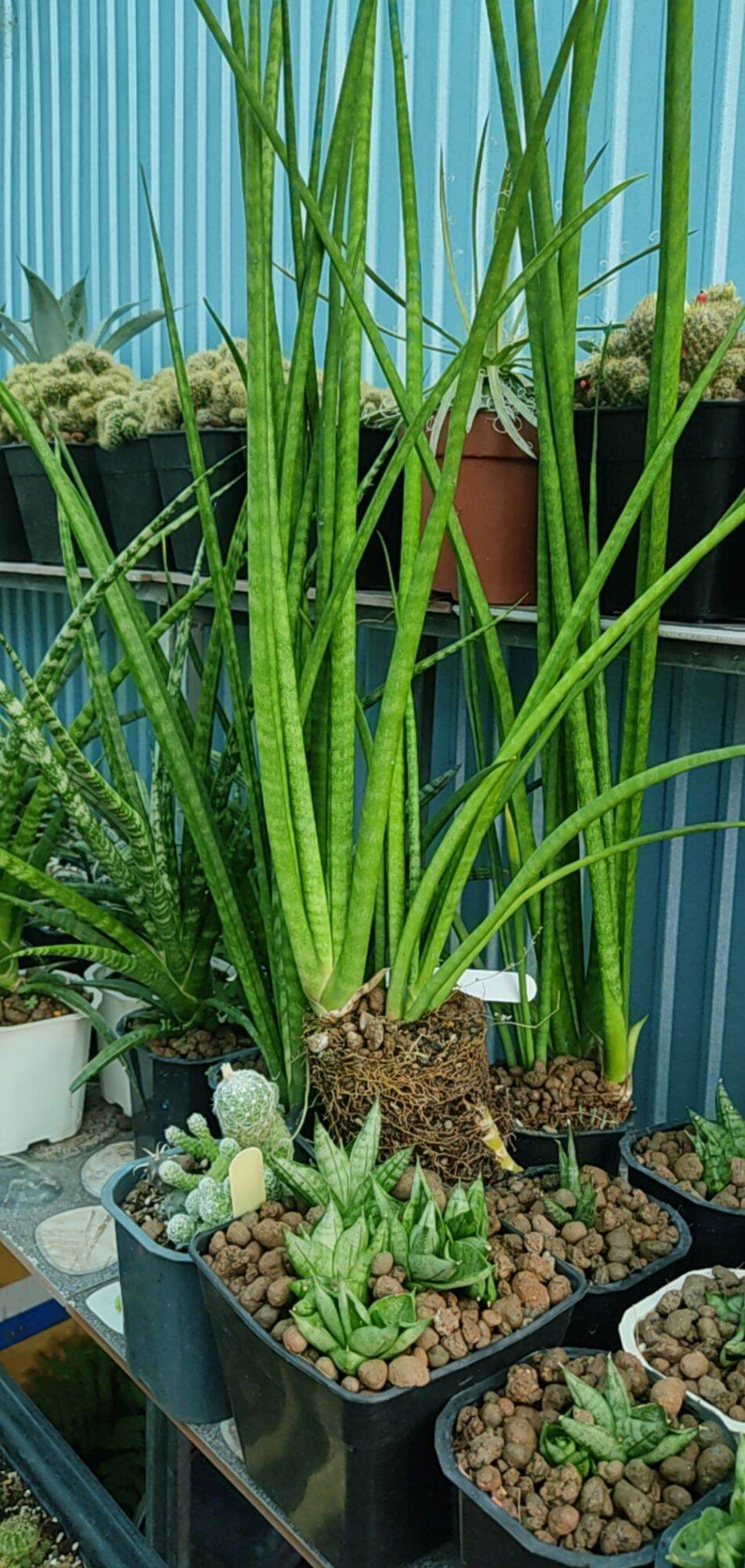 Cây lưỡi hổ - Sansevieria bụi lá tròn