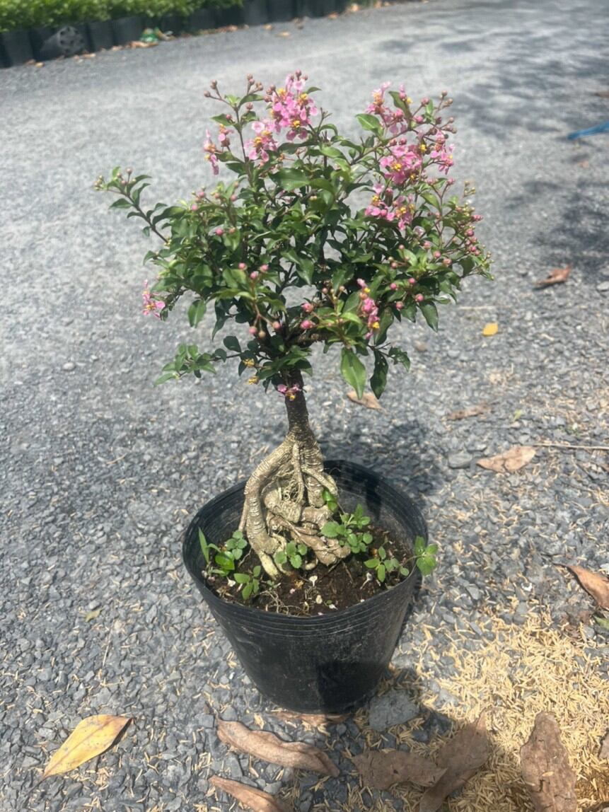 Cây hoa Hồng mai bonsai