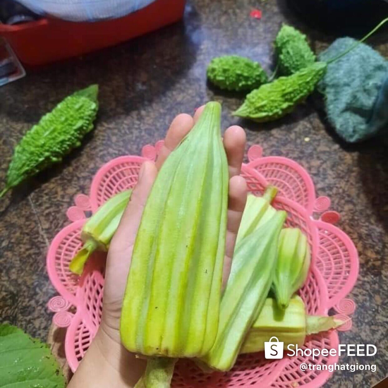 HẠT GIỐNG ĐẬU BẮP KHỔNG LỒ