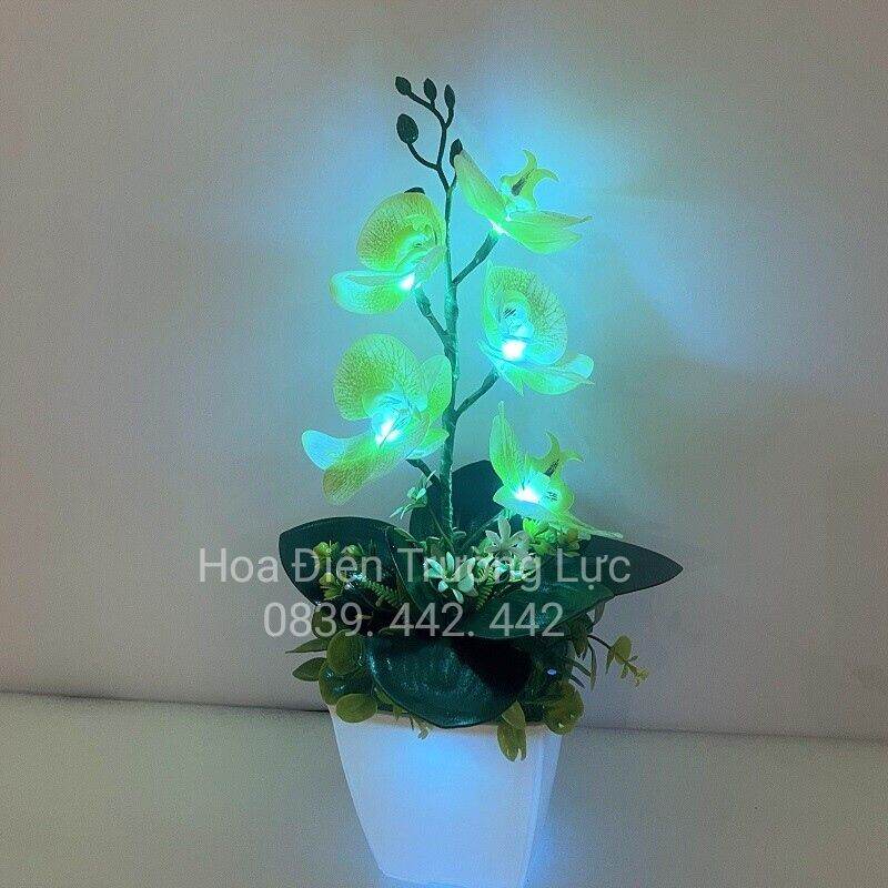 Hoa Lan Trang Trí- Hoa Lan Có Đèn 5 bông
