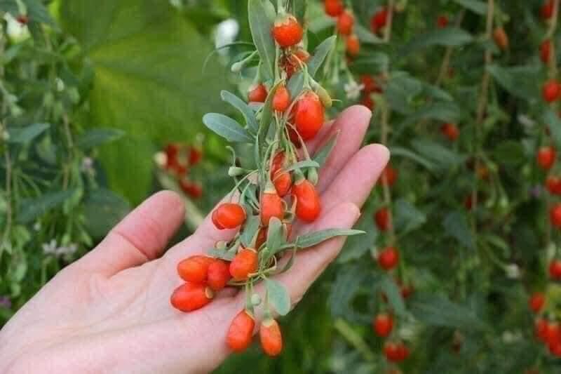 HẠT KỶ TỬ ORGANIC của Mỹ  454g
