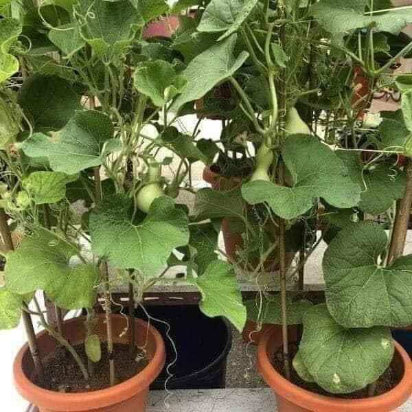 Hạt  bầu hồ lô mini 10 Hạt