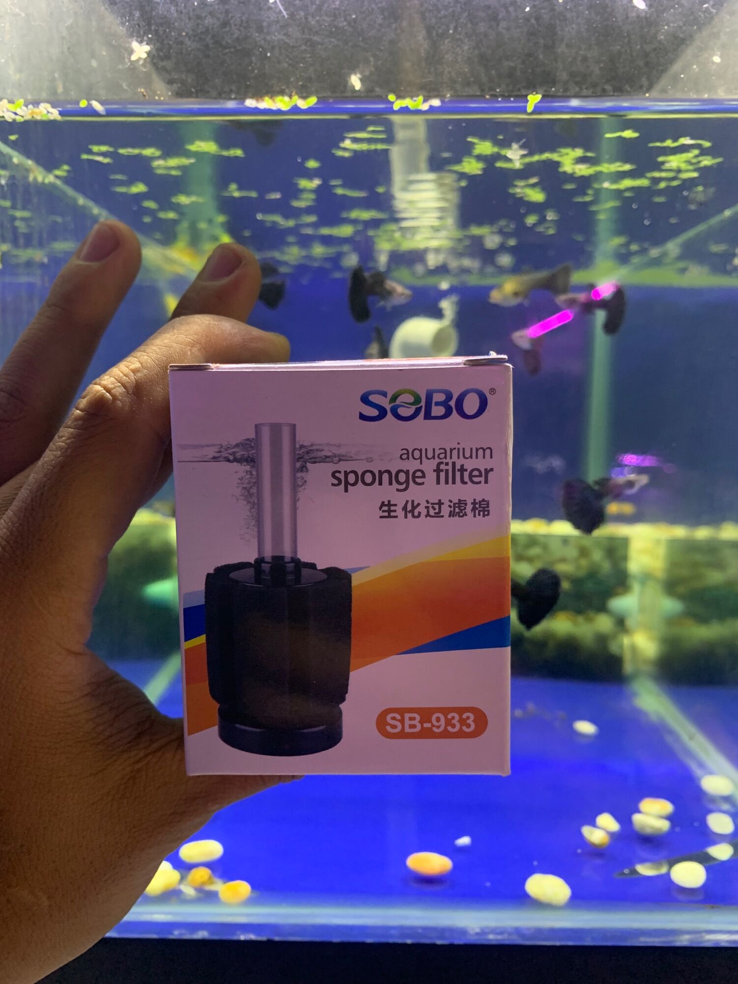 Lọc Bio cho hồ cá