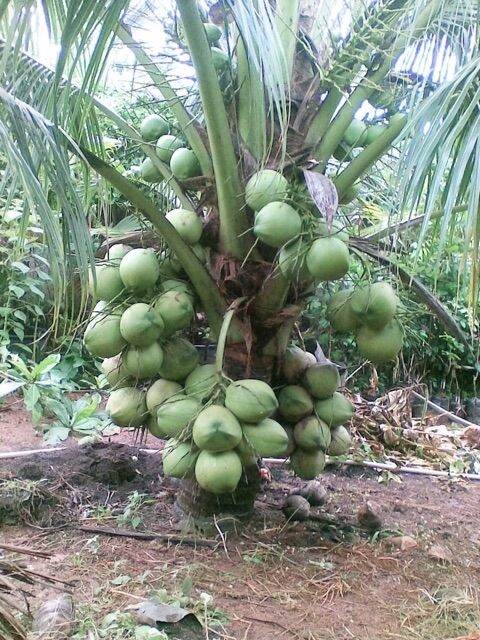 Cây Giống Dừa Dứa Siêu Thơm Nguyên Chủng
