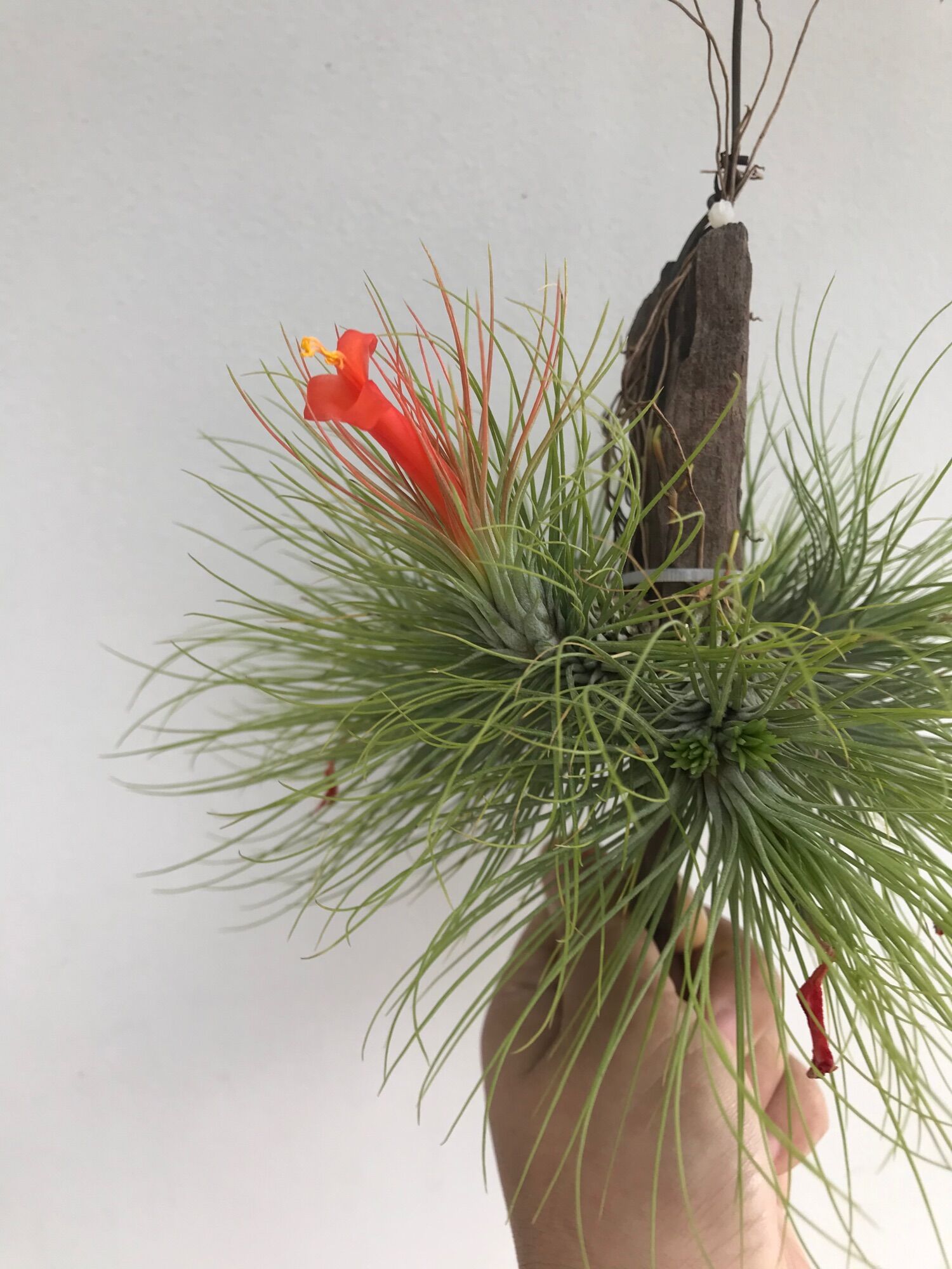 Cây không khí funky one