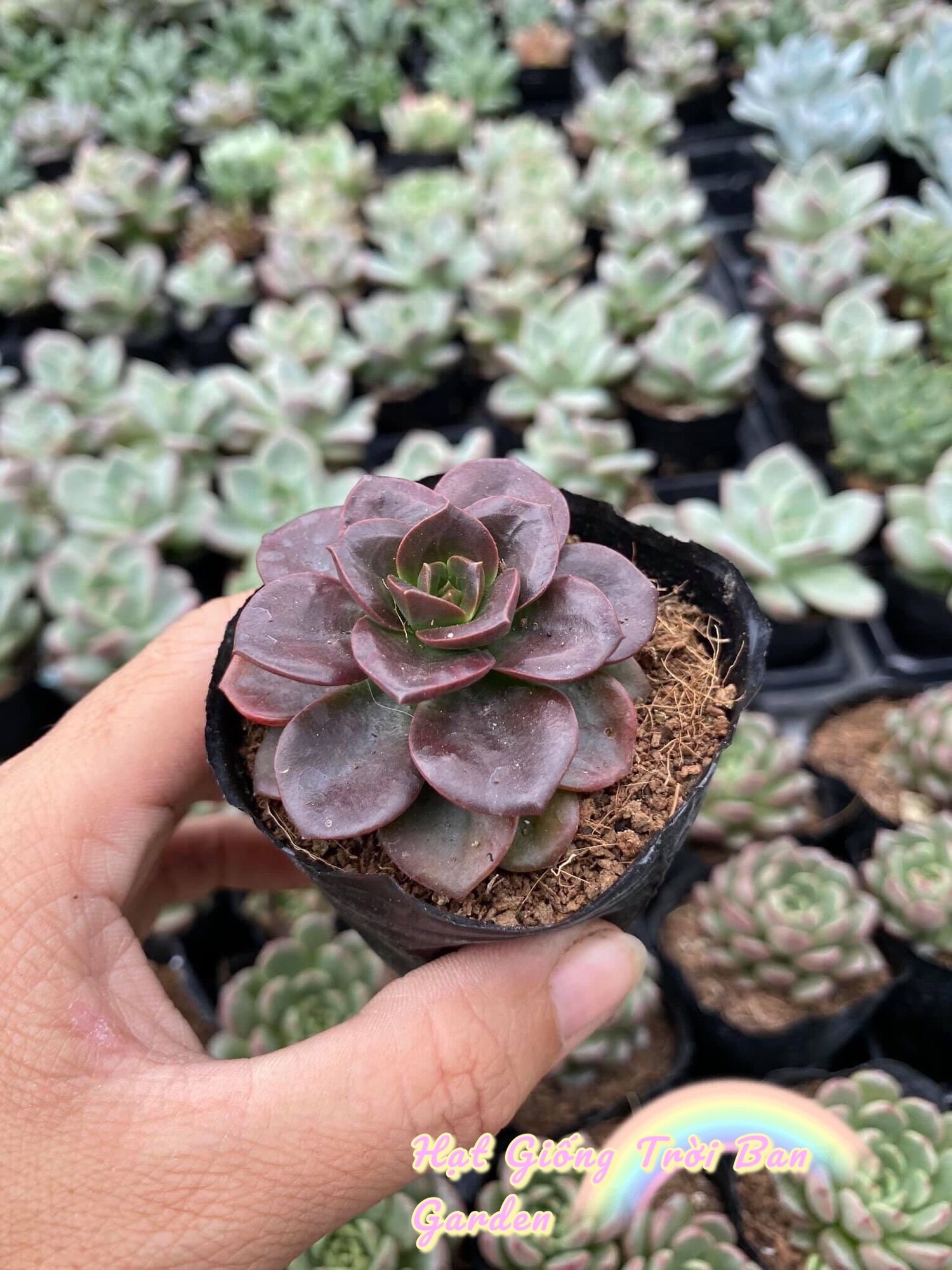 Sen đá nhật nguyệt size 5-9cm đà lạt hư 1 đổi 1 ❄️ siêu cute