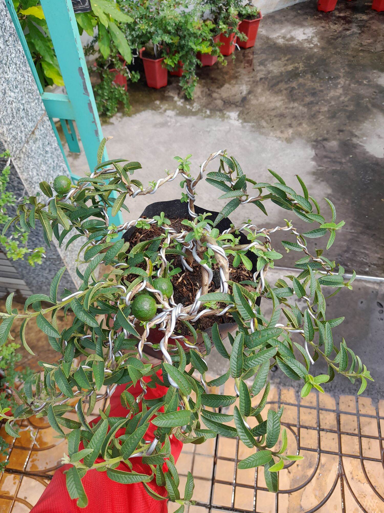 Ổi xá lị uốn dáng bonsai mini