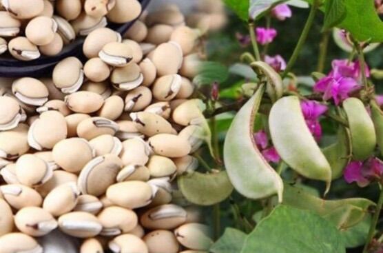 1 Ký Đậu Ván Nấu Chè - Không Có Hạt Sâu