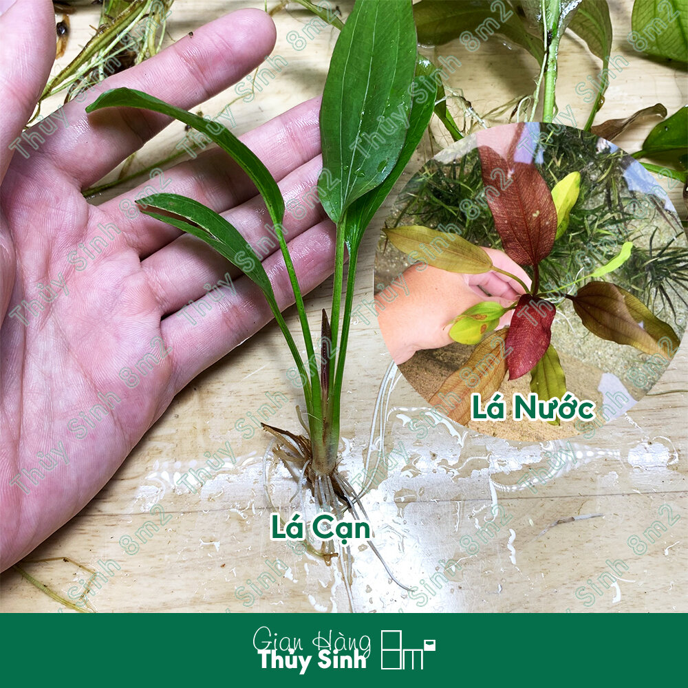 (Lá Cạn) Trầu Ruby (Trầu Đỏ), Cây Thủy Sinh Không CO2, Cắm Nền, Trung Cảnh | 8m2