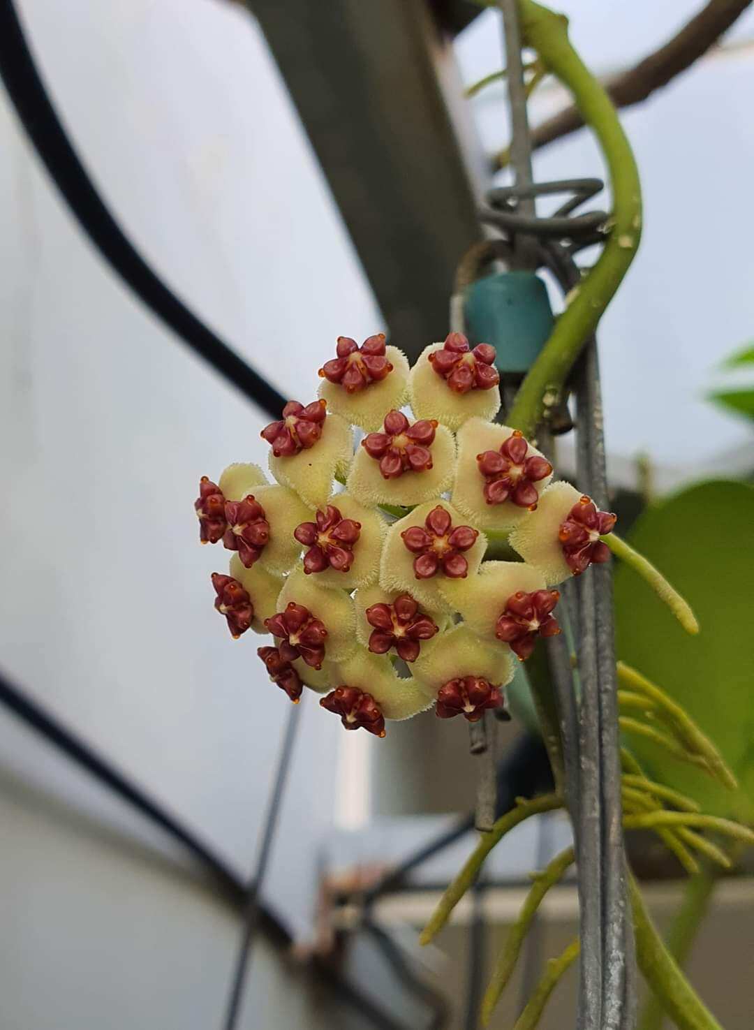 Cẩm cù lá trái tim cây giống
