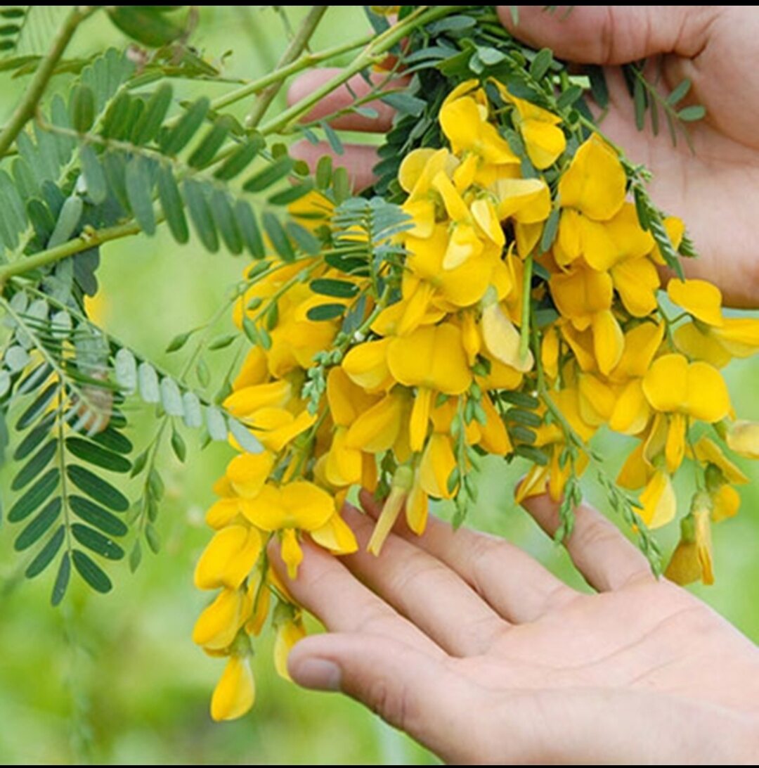 Hạt Giống Bông Điên Điển