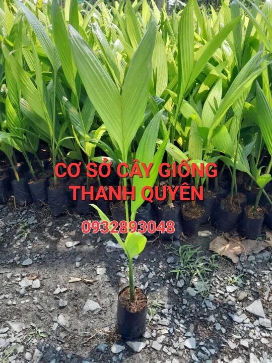 Cây giống cau lùn,cau tứ quý,cau ăn trầu