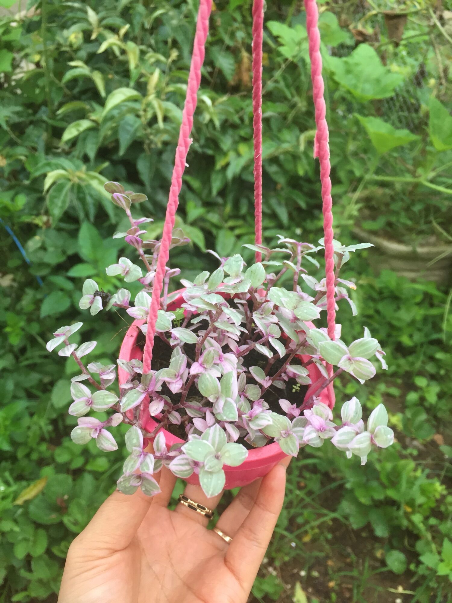 Sen Đá Pink Lady chậu treo