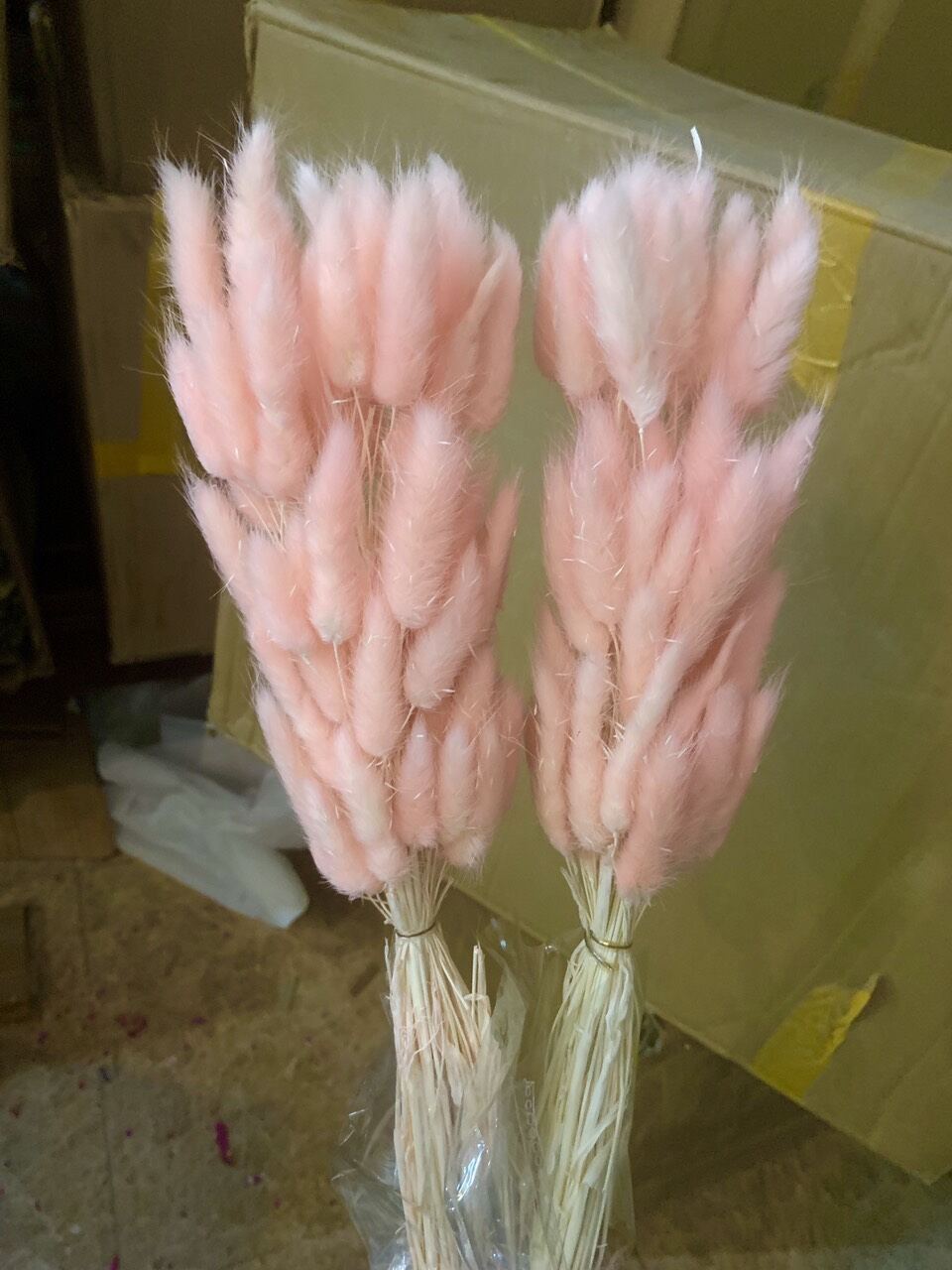 Hoa Cỏ Đuôi Thỏ Khô Trang Trí Decor (60 bông/ bó)