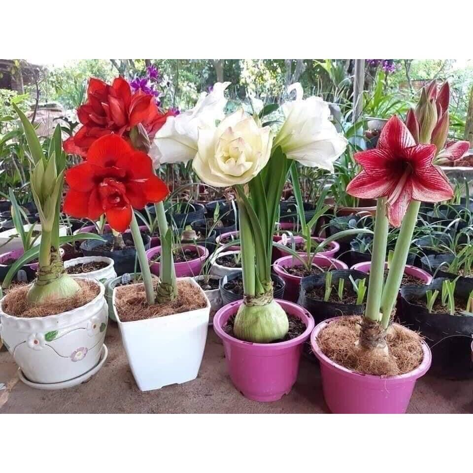 Hoa lan Huệ kép sỉ 3k ( set 5 củ)