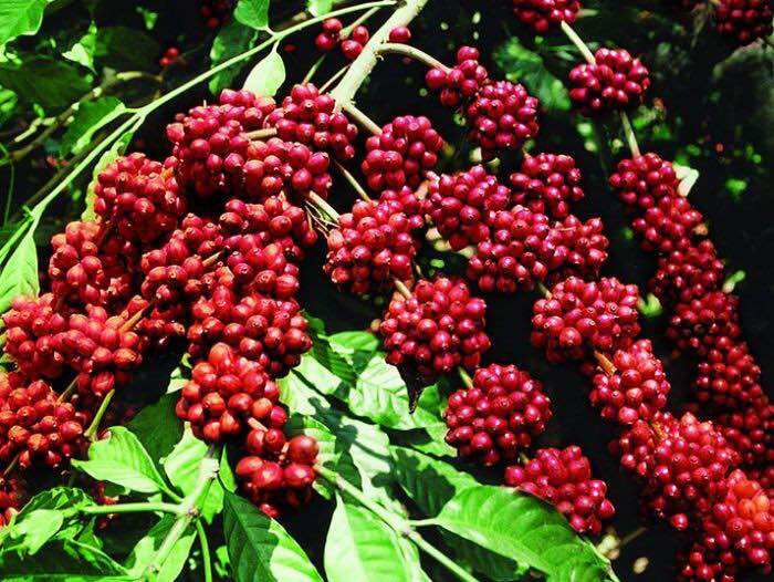 Cà phê rang  xay nguyên chất  dòng (CuLi) gói 500g.