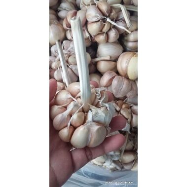 500g tỏi củ to dễ lột