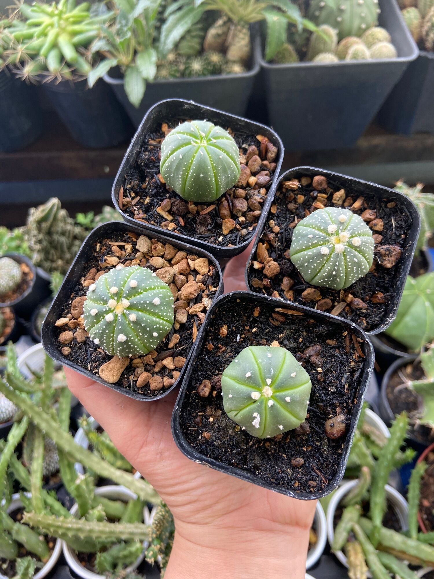[HCM]Xương Rồng Aster 3cm