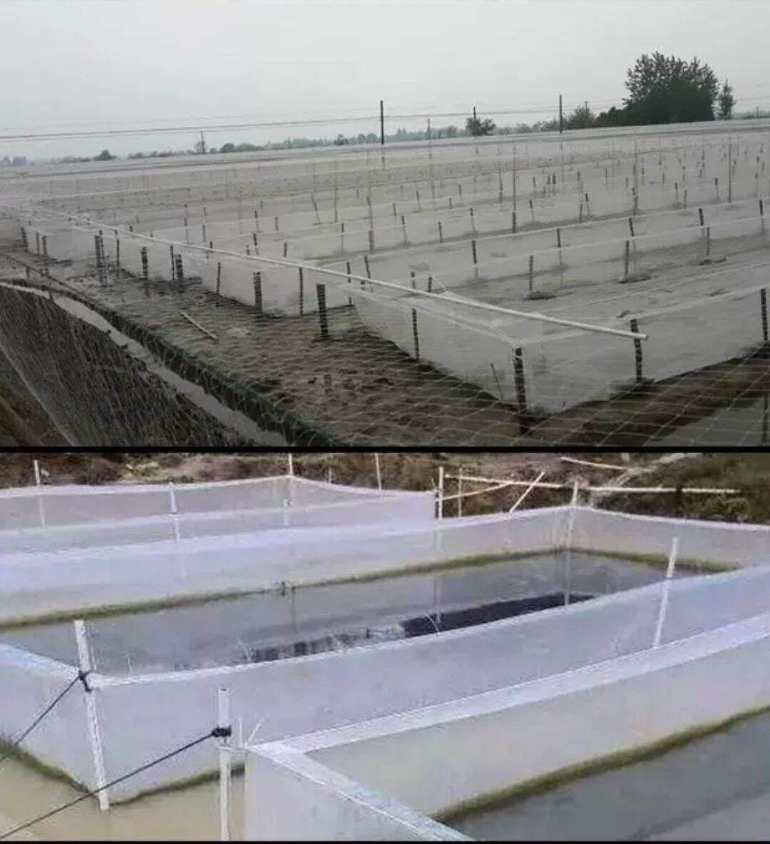 Tráng lồng vèo ươm cá bột , tôm trứng 8x4x1