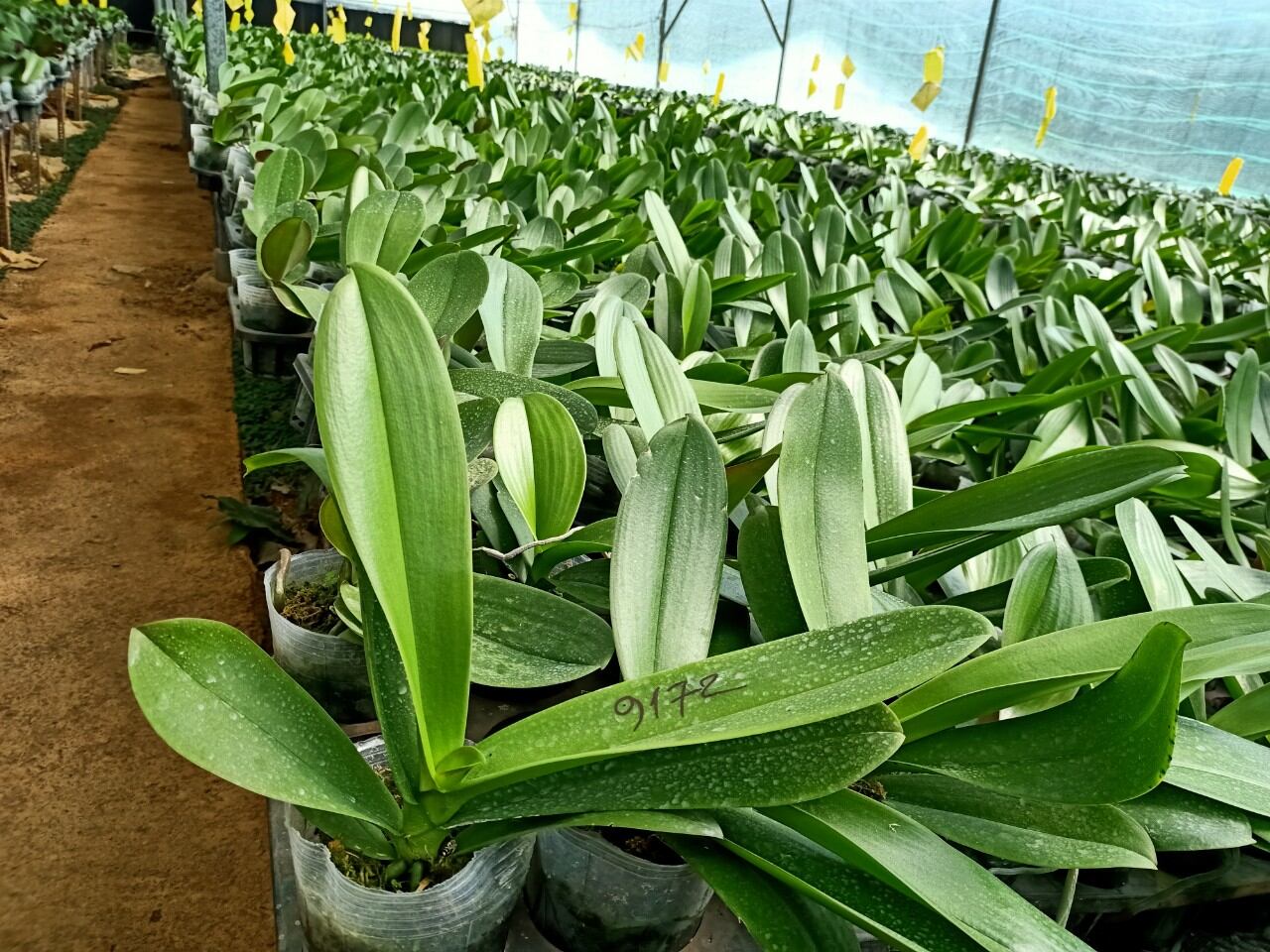 hồ điệp cốc 3.5, mã 9172