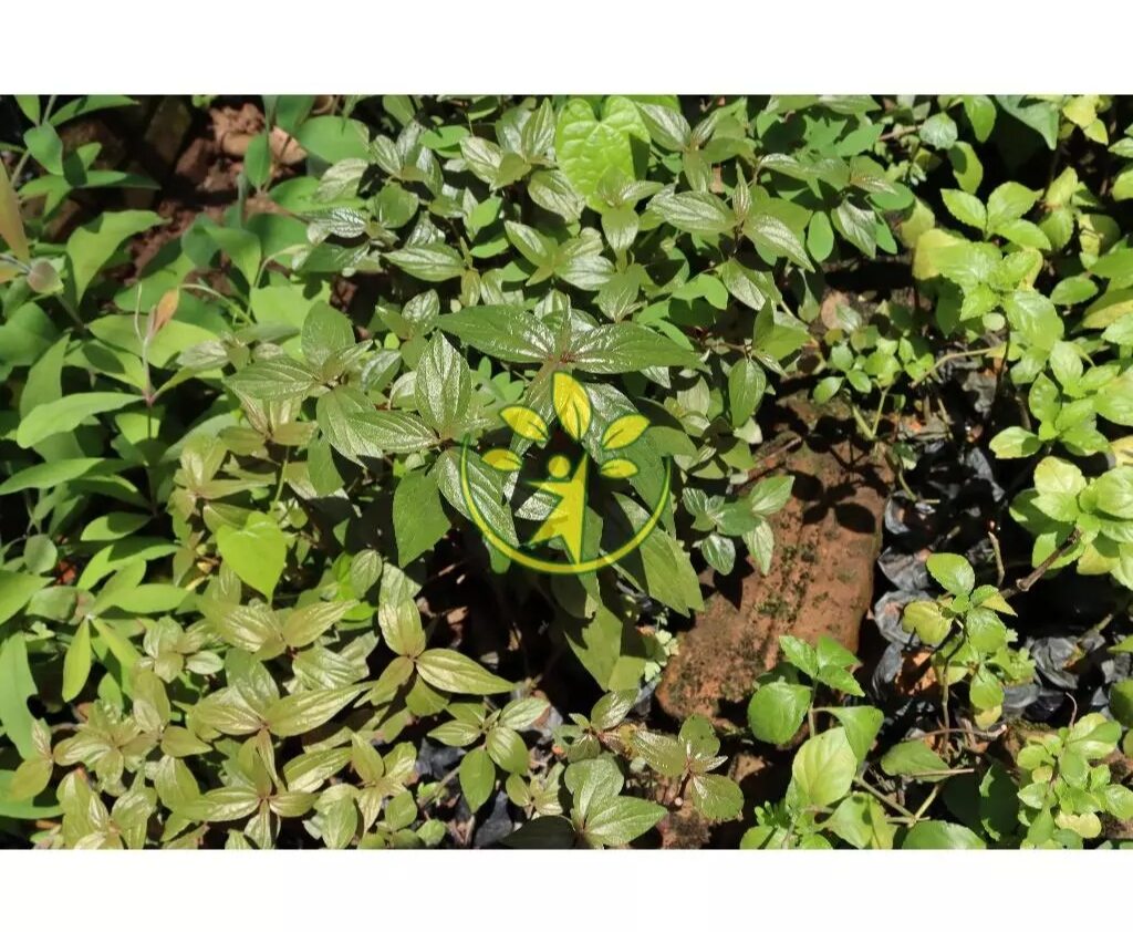 Cây bọ mắm làm giống (dược liệu chữa ho)