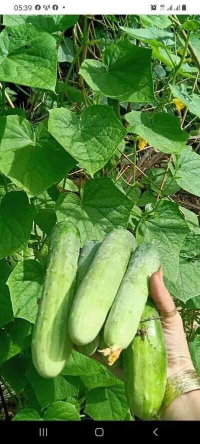 Dưa leo 1kg