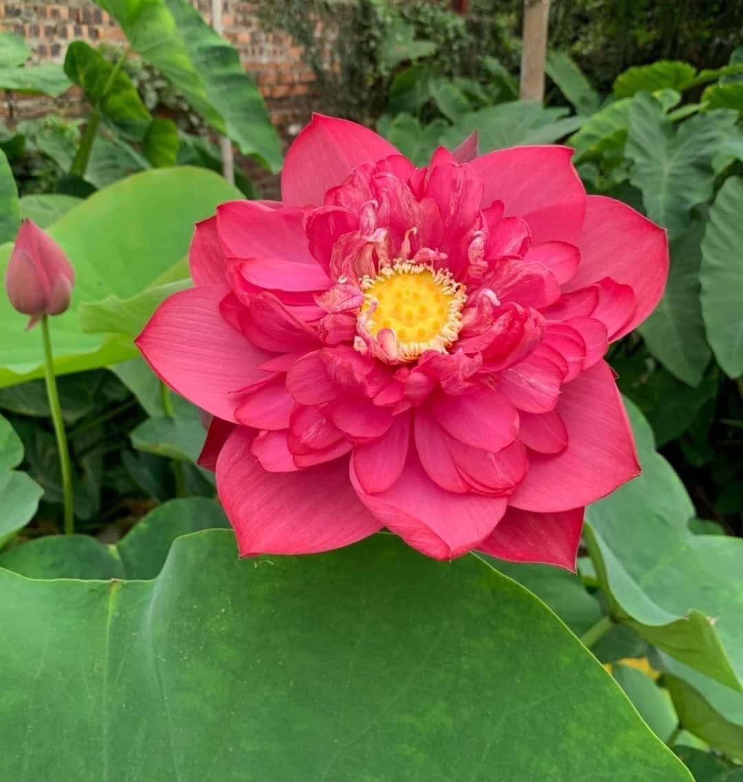 combo 3 củ sen ngẫu nhiên