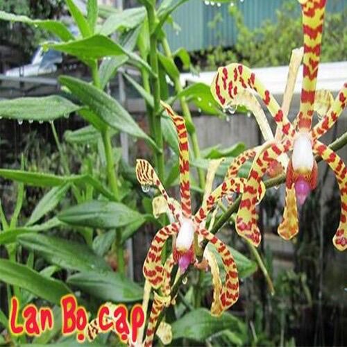 Hoa Lan đột biến bò cạp