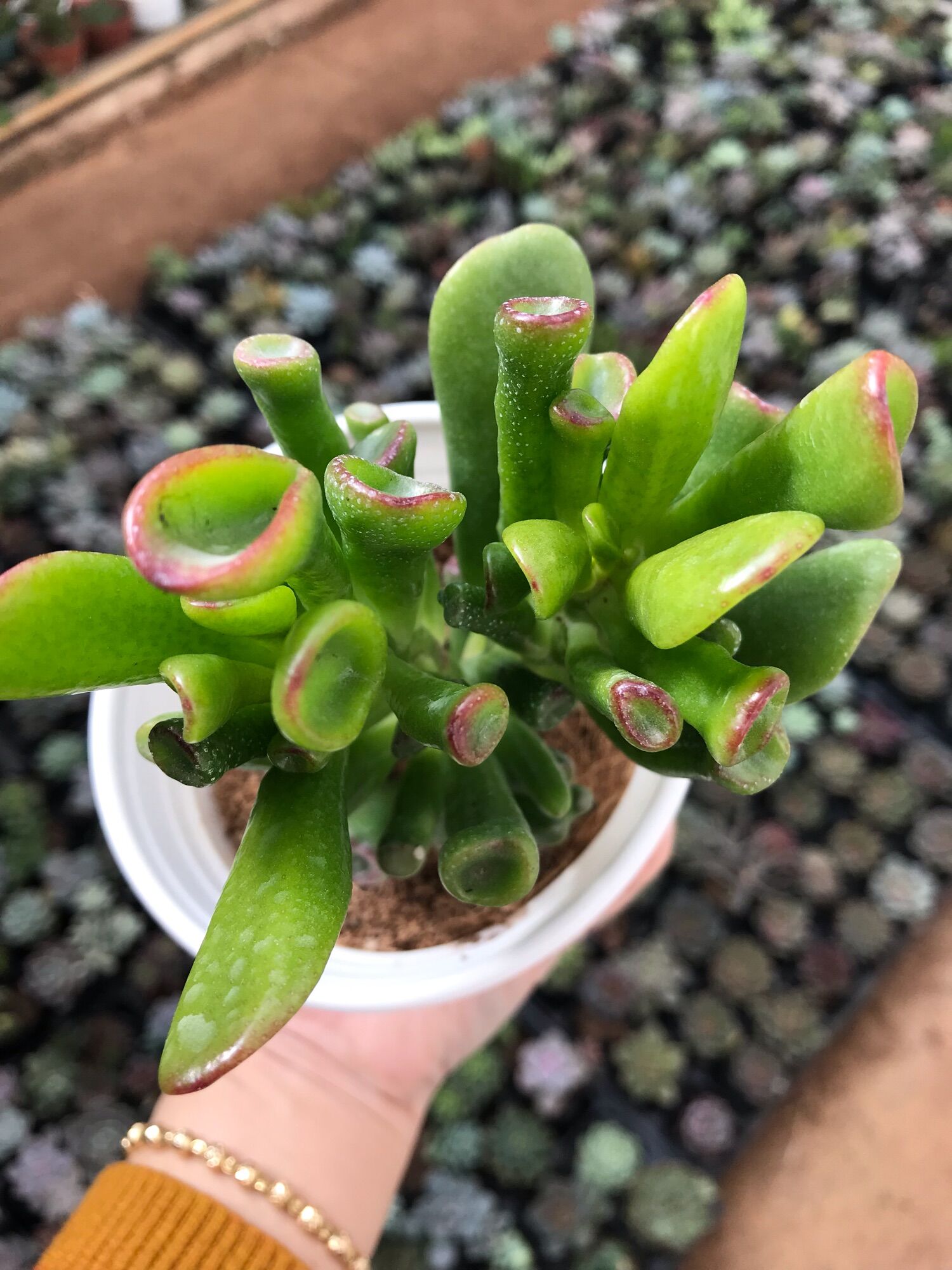 Sen đá ống điếu cute size trung