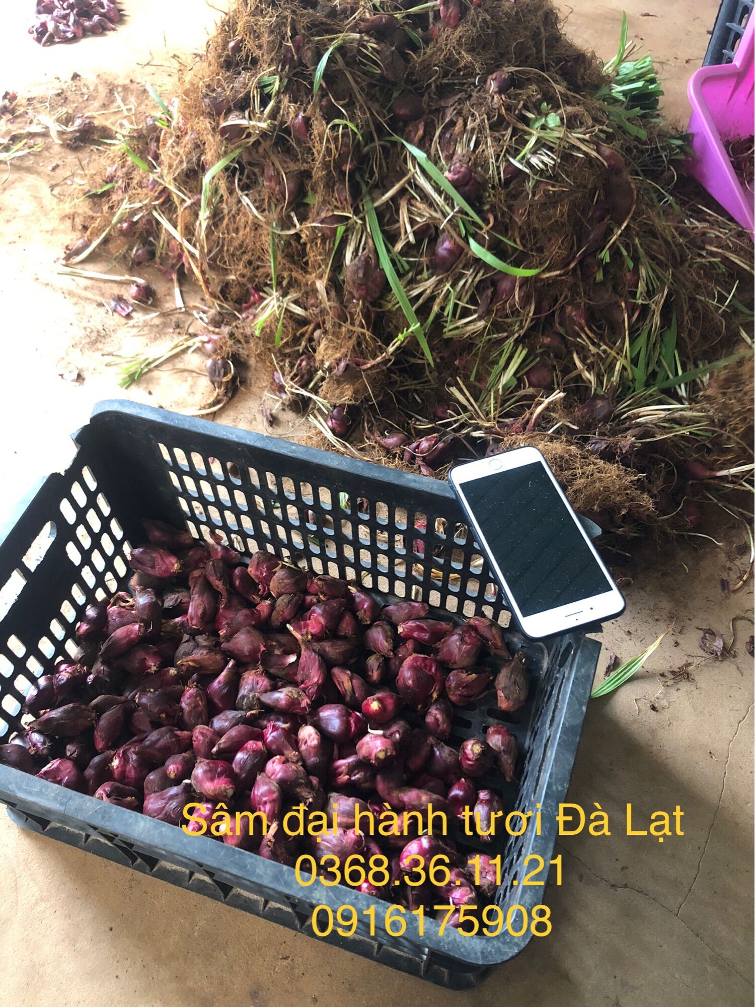 Sâm đại hành tươi Đà Lạt 1kg