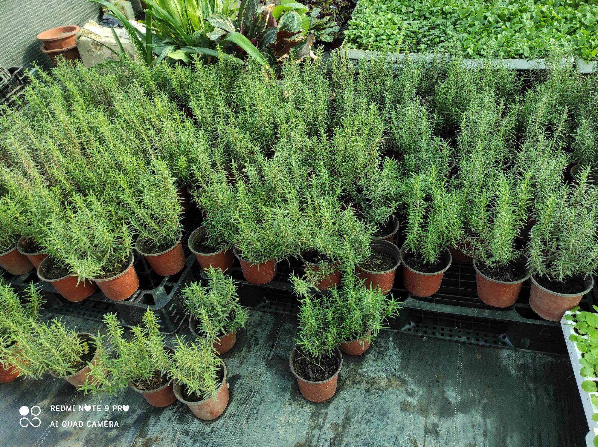 Cây hương thảo ( rosemary)
