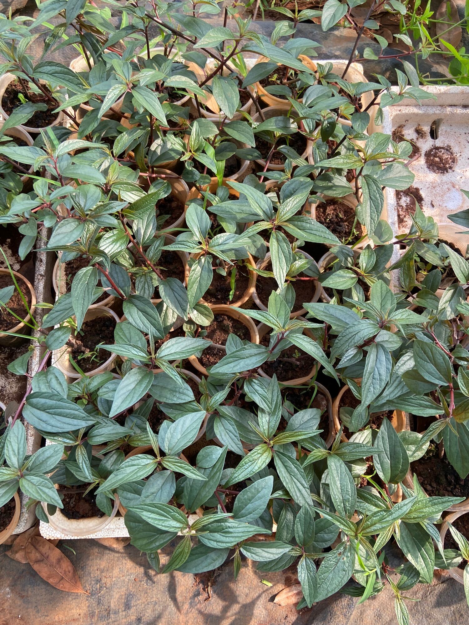 Cây cỏ dòi (cây bọ mắm)