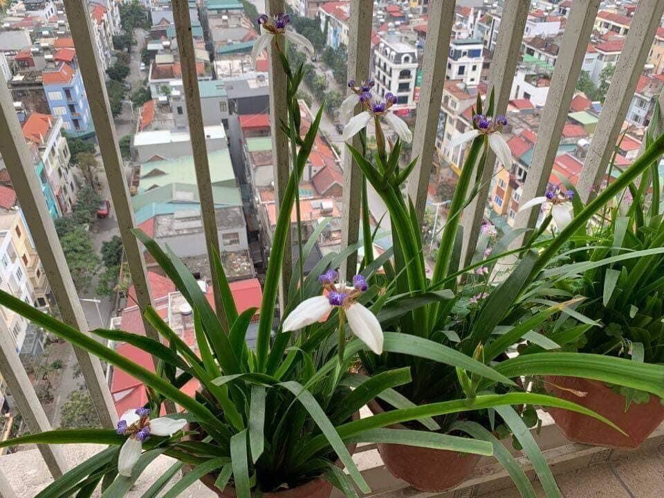 Cây hoa diên vỹ(2 cây)