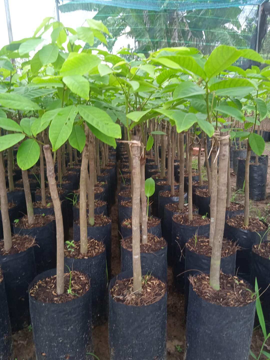 (Cây giống) Chôm Chôm Thái Lan cơm dày siêu ngọt