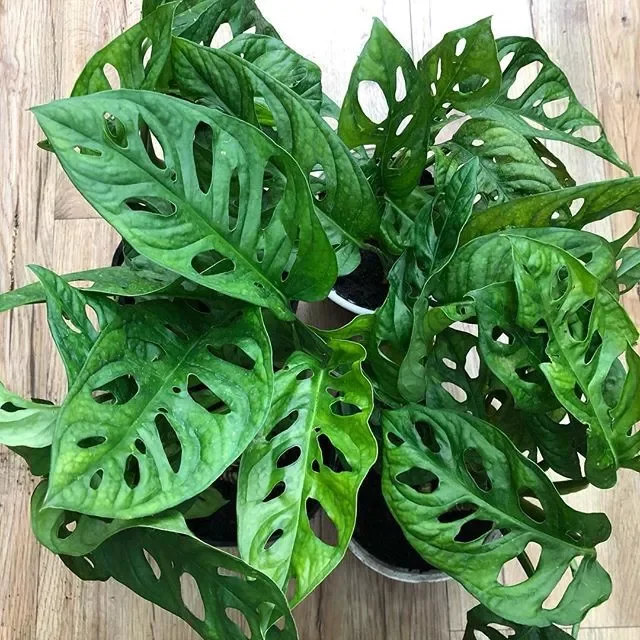 Cây Trầu Bà Lỗ