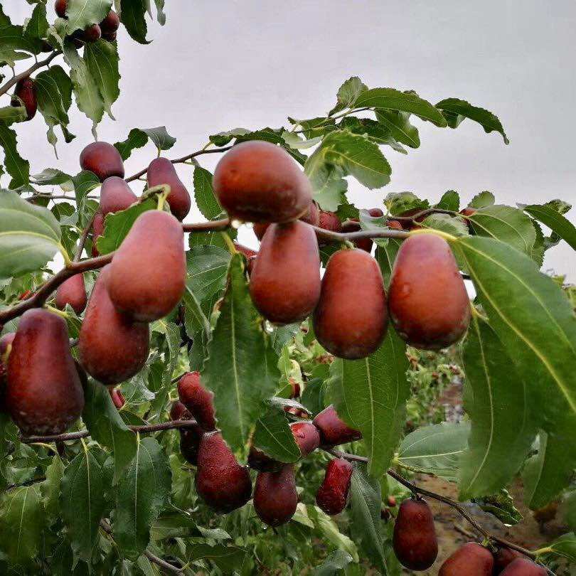 Táo Đỏ Hotan Hữu Cơ 500gr