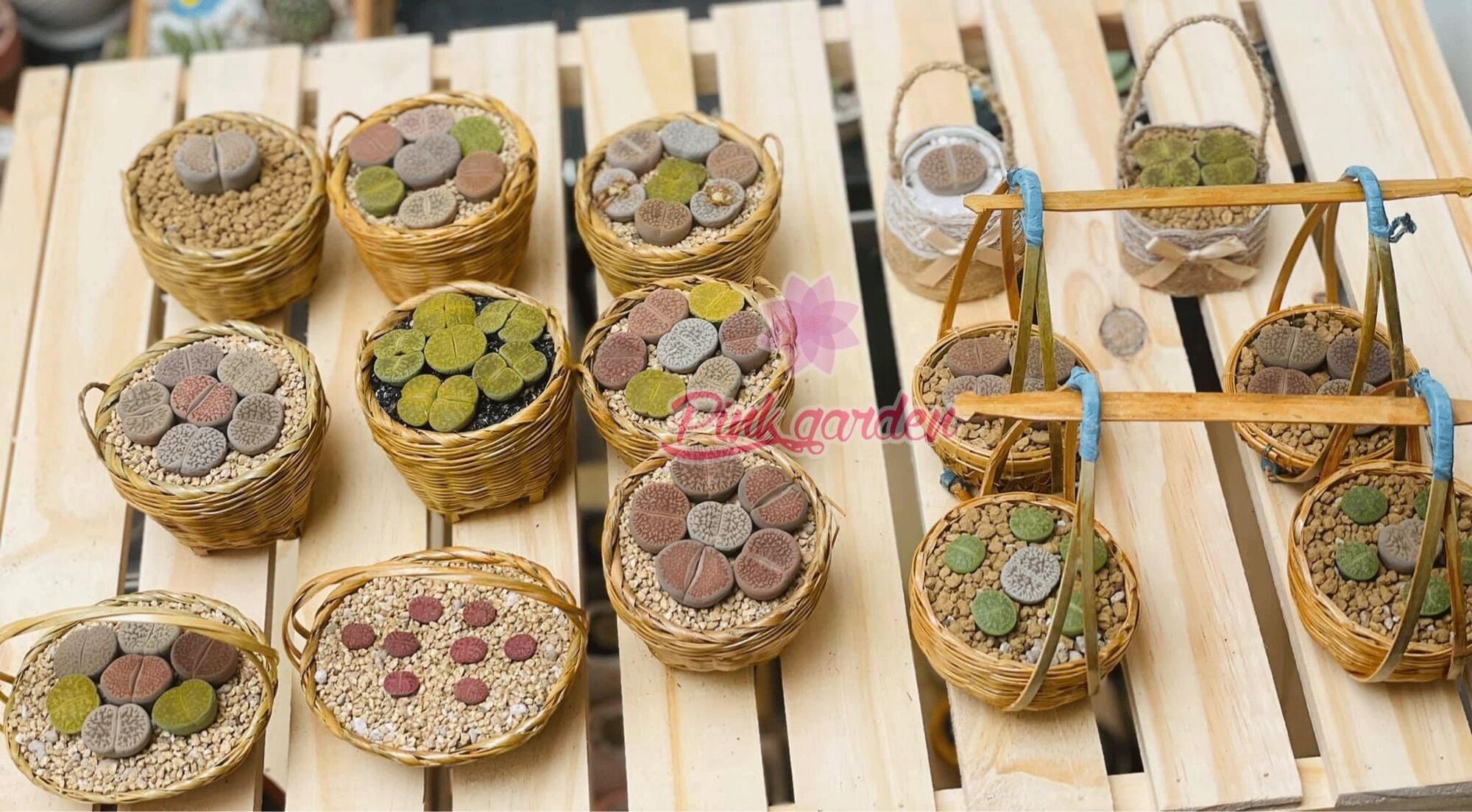 Chậu cần xé